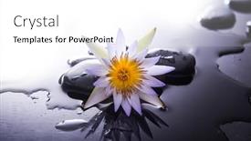 Presentation with lotus - PPT layouts enhanced with still-life-with-lotus-close background and a white colored foreground