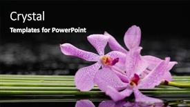  Presentation with stem - Slide deck featuring still life with lying down pink orchid with green plant stem background and a black colored foreground