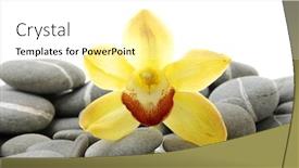  Presentation with orchid - Beautiful PPT theme featuring still life with macro of yellow orchid pebble backdrop and a white colored foreground