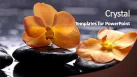  Presentation with water life - Amazing presentation theme having still life with orange flower backdrop and a dark gray colored foreground