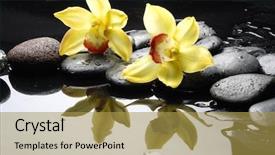  Presentation with water life - PPT theme having still life with orange orchid background and a yellow colored foreground