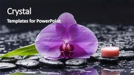  Presentation with fern - Amazing slide set having still life with orchid candle fern and zen stones backdrop and a black colored foreground