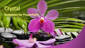  Presentation with zen - Cool new PPT theme with green leaf and zen stone backdrop and a tawny brown colored foreground