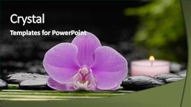  Presentation with green life - Audience pleasing PPT layouts consisting of still-life-with-orchid backdrop and a black colored foreground