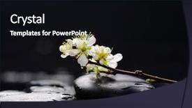  Presentation with cherry blossom - Slide deck with still life with pebble and with lying down cherry blossom background and a black colored foreground