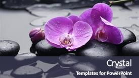  Presentation with orchid - Beautiful theme featuring still life with pebbles backdrop and a tawny brown colored foreground