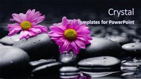  Presentation with magnolia - Beautiful PPT theme featuring still life with pebbles and magnolia flowering backdrop and a wine colored foreground