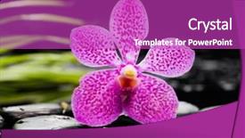  Presentation with green life - Presentation theme featuring still life with pink orchid green leaf and zen stones background and a purple colored foreground
