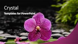  Presentation with pink-black - Theme enhanced with still-life-with-pink-orchid background and a black colored foreground