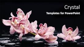  Presentation with orchids - PPT theme featuring still-life-with-pink-orchids background and a black colored foreground