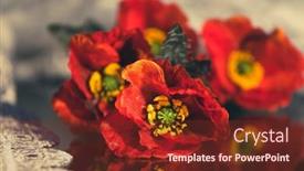  Presentation with remembrance day - PPT layouts with still-life-with-red-poppies background and a tawny brown colored foreground
