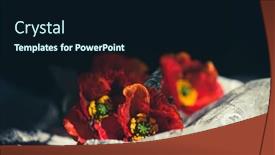  Presentation with remembrance day - PPT theme featuring still-life-with-red-poppies background and a wine colored foreground