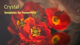  Presentation with poppies - Slide deck having still-life-with-red-poppies background and a tawny brown colored foreground