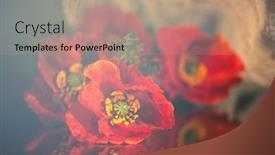  Presentation with remembrance day - Slide deck with still-life-with-red-poppies background and a coral colored foreground