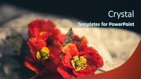  Presentation with poppies - Presentation theme enhanced with still-life-with-red-poppies background and a wine colored foreground