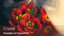  Presentation with remembrance day - PPT layouts with still-life-with-red-poppies background and a tawny brown colored foreground