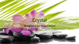  Presentation with green life - Amazing slides having still life with stones and green bamboo leaf on wet background backdrop and a yellow colored foreground