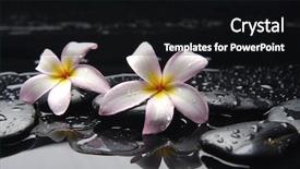  Presentation with life - Amazing slides having still life with two frangipani and black pebbles backdrop and a black colored foreground