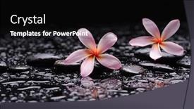  Presentation with pink black - Cool new theme with still-life-with-two-pink backdrop and a black colored foreground