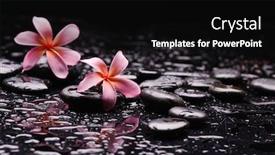  Presentation with zen - Cool new slides with still-life-with-two-pink backdrop and a black colored foreground