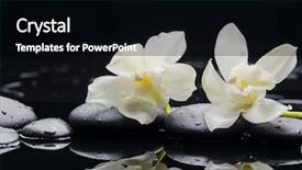  Presentation with orchid - Slide deck featuring still life with two white orchid on wet stones background and a black colored foreground