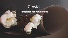  Presentation with magnolia - Slide deck featuring still-life-with-white-magnolia background and a dark gray colored foreground