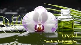  Presentation with fern - Colorful presentation theme enhanced with bouquet of garden flowers on colorful background backdrop and a gray colored foreground