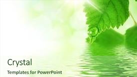  Presentation with fresh water - Cool new theme with still waters - beautiful fresh leaves with water backdrop and a soft green colored foreground