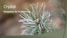  Presentation with pine - Slides with stillness storm - frosted pine brunch in early background and a coral colored foreground