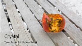  Presentation with europe - Slide deck featuring crop damage - group of yellow-jacket common wasp background and a light gray colored foreground