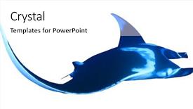  Presentation with cut - Audience pleasing theme consisting of manta ray cut out isolated backdrop and a white colored foreground