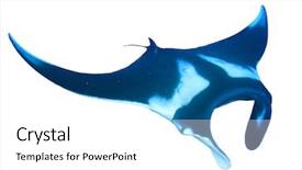  Presentation with shark - Audience pleasing presentation theme consisting of manta ray isolated on white backdrop and a white colored foreground