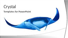  Presentation with scoliosis x ray - Presentation having stingray - manta ray isolated on white background and a white colored foreground