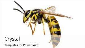  Presentation with octopus on isolated white - Slide set featuring hornet - wasp isolated on white background background and a white colored foreground