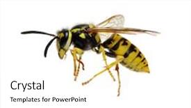  Presentation with white - Theme having wasp isolated on white background background and a white colored foreground