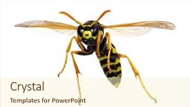  Presentation with scroll paper isolated on white - Beautiful presentation design featuring wasp isolated on white background backdrop and a cream colored foreground