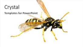  Presentation with insect - Slide set consisting of insect wings - wasp isolated on white background background and a white colored foreground