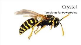  Presentation with history earth globe isolated white - Audience pleasing PPT layouts consisting of wasp isolated on white background backdrop and a white colored foreground