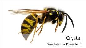  Presentation with octopus on isolated white - PPT theme featuring  background and a  colored foreground