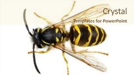  Presentation with octopus on isolated white - Colorful PPT theme enhanced with wasp isolated on white background backdrop and a cream colored foreground