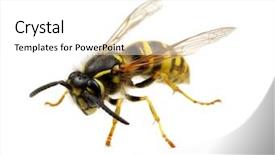  Presentation with brown sugar isolated on white - Amazing PPT theme having wasp isolated on white background backdrop and a white colored foreground