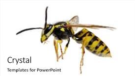  Presentation with blank whiteboard isolated on white - Audience pleasing PPT layouts consisting of wasp isolated on white background backdrop and a white colored foreground