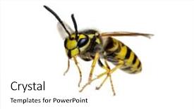  Presentation with brown sugar isolated on white - Presentation having wasp isolated on white background background and a white colored foreground