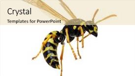  Presentation with frames isolated on white brown - Theme enhanced with wasp isolated on white background background and a blonde colored foreground