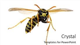  Presentation with blank whiteboard isolated on white - Audience pleasing presentation theme consisting of wasp isolated on white background backdrop and a white colored foreground