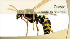  Presentation with background - Beautiful slide deck featuring insect - wasp isolated on white background backdrop and a blonde colored foreground