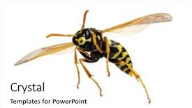  Presentation with history earth globe isolated white - Presentation design with wasp isolated on white background background and a white colored foreground