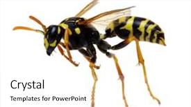  Presentation with monarch butterfly isolated on white - Audience pleasing PPT theme consisting of honey bee - wasp isolated on white background backdrop and a white colored foreground