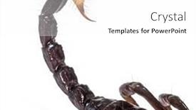  Presentation with juvenile - PPT layouts enhanced with stinger-of-a-juvenile-emperor background and a white colored foreground