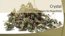  Presentation with nettle - Audience pleasing theme consisting of stinging nettle used as diuretic backdrop and a soft green colored foreground